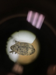 Conotrachelus seniculus