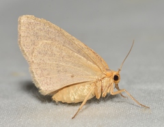Lambdina pellucidaria
