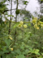 Diplocyclos palmatus