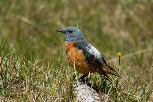 Common Rock-Thrush