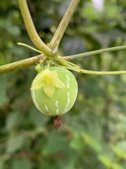 Diplocyclos palmatus