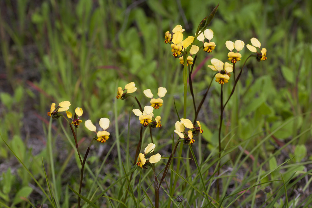 Diuris pallescens