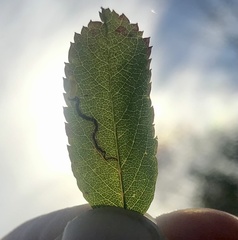 Stigmella anomalella