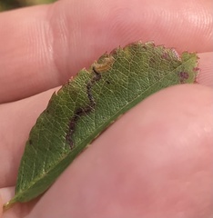 Stigmella anomalella