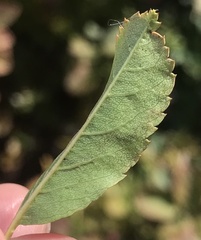 Stigmella anomalella