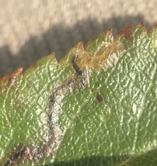 Stigmella anomalella