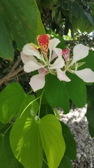 Bauhinia monandra