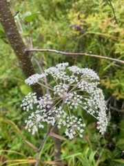 Angelica genuflexa