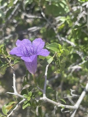 Ruellia californica peninsularis