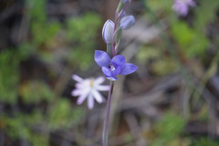 Thelymitra petrophila