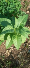Magnoliopsida