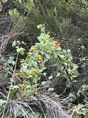 Ribes indecorum