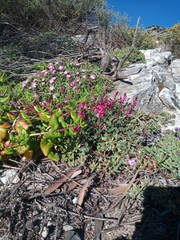 Indigofera vanzijlii