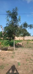 Magnoliopsida