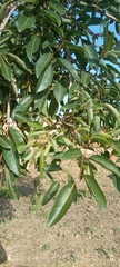 Magnoliopsida