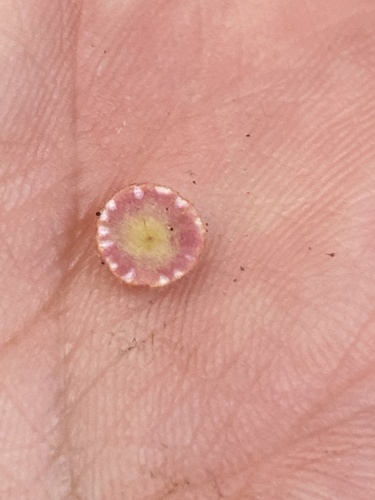 Photo of Common Spangle Gall Wasp (Neuroterus quercusbaccarum)