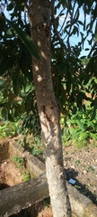 Magnoliopsida