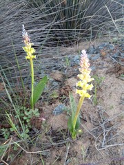 Lachenalia membranacea
