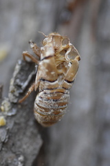 Tibicina