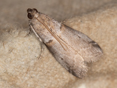 Acrobasis caliginella