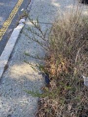 Symphyotrichum lanceolatum