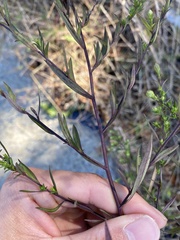 Symphyotrichum lanceolatum
