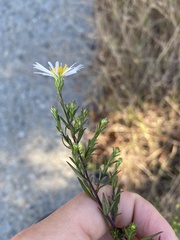 Symphyotrichum lanceolatum