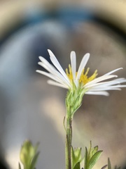 Symphyotrichum lanceolatum