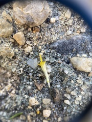 Symphyotrichum lanceolatum