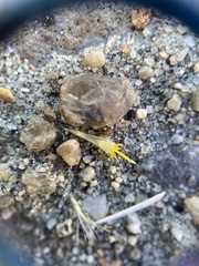 Symphyotrichum lanceolatum