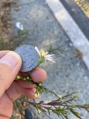 Symphyotrichum lanceolatum