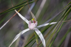 Caladenia petrensis