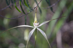 Caladenia petrensis