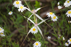 Caladenia petrensis