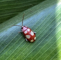 Omophoita sexnotata