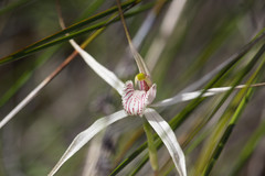 Caladenia petrensis