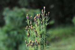 Tagetes coronopifolia