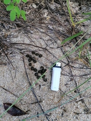 Sylvilagus cunicularius