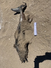 Pontoporia blainvillei