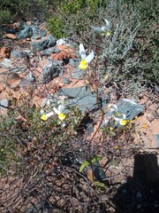 Nemesia anisocarpa