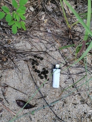 Sylvilagus cunicularius