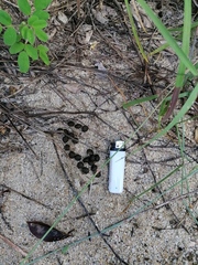 Sylvilagus cunicularius