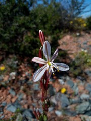 Chlorophytum graminifolium