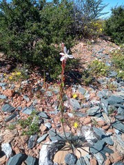 Chlorophytum graminifolium