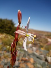 Chlorophytum graminifolium