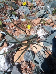 Chlorophytum graminifolium