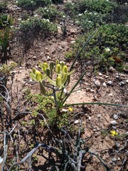 Albuca setosa