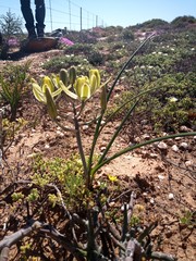 Albuca setosa