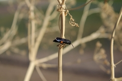 Stizoides renicinctus