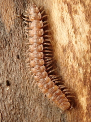 Polydesmus complanatus